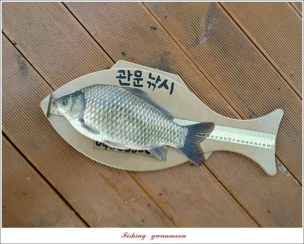 돌감 405 cm385 cm38 cm38 cm36cm병호 월척제일 낚시터 현황 (조황조행기 - 특파원조황)