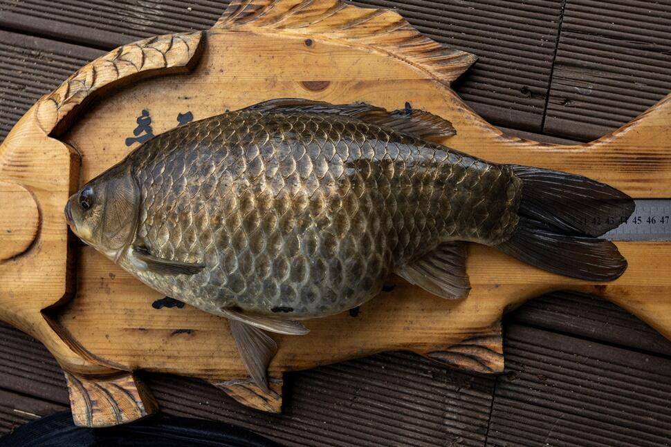 솔 45 cm37 cm36 cm화곡지 4 짜 조황 (조황조행기 - 특파원조황)