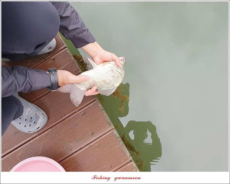 한버들 4 짜 2 수신리 4 짜실리곡 월척칠성지 4 짜 조황 (조황조행기 - 특파원조황)
