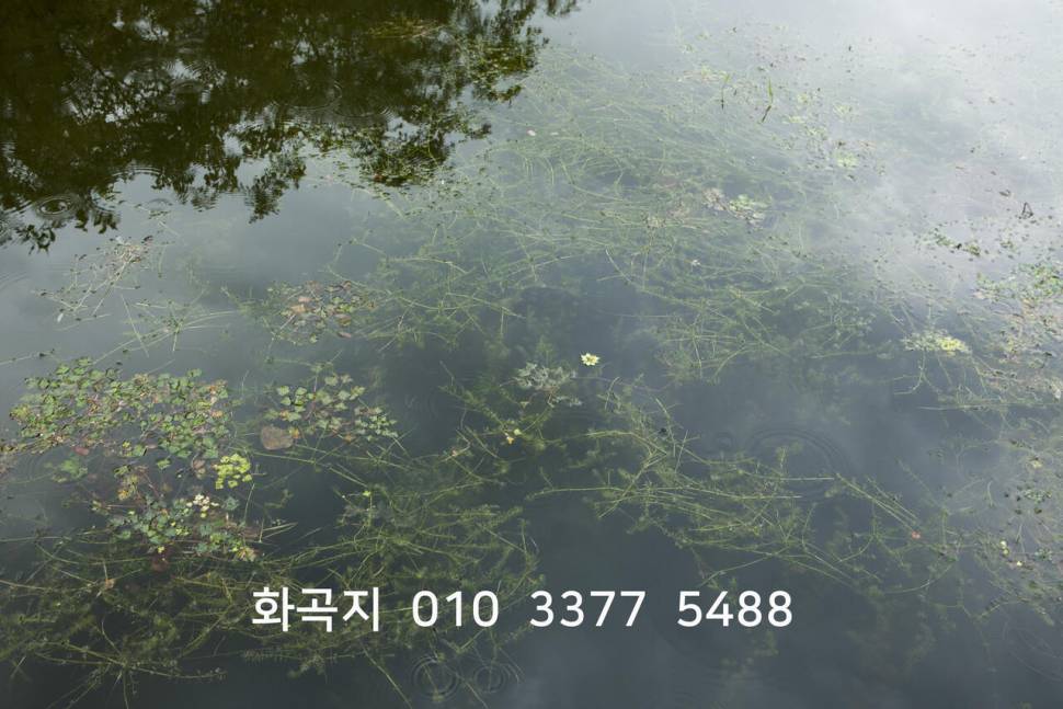 화곡지 피서낚시 조황 (조황조행기 - 특파원조황)