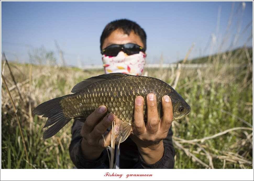 달천강화곡지 사짜칠성지 사짜 조황 (조황조행기 - 특파원조황)