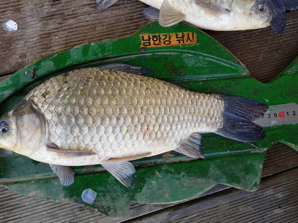 하천 48cm 초대물로 시즌 출발 명서도 4짜 대물붕어 조황 (조황조행기 - 특파원조황)