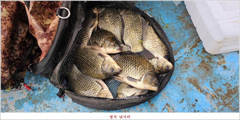 제일 낚시터 대박 조황명서 낚시터 호조황 (조황조행기 - 특파원조황)