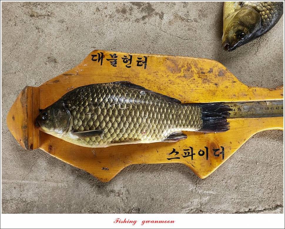 명서 4 짜한버들 4 짜화곡지 호조황 (조황조행기 - 특파원조황)
