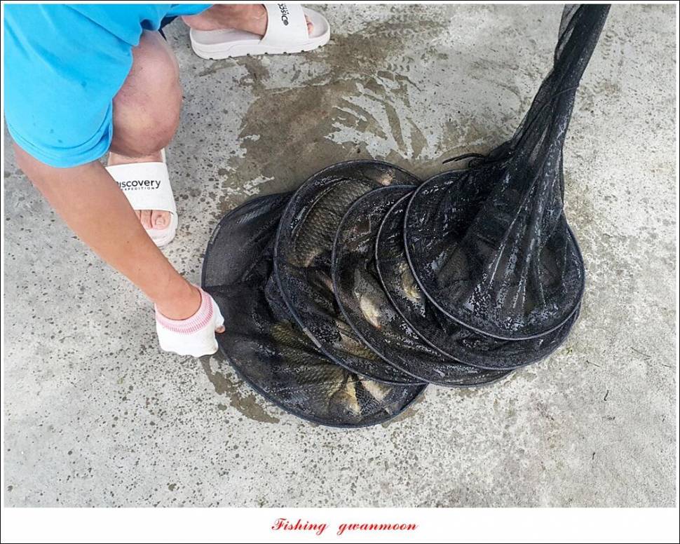 솔 낚시터 41 cm 대물화곡지 조황 (조황조행기 - 특파원조황)