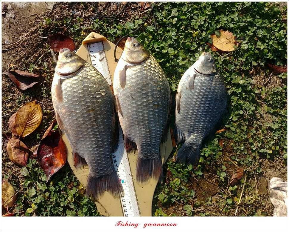 돌감 4 짜칠성지 월척 조황 (조황조행기 - 특파원조황)