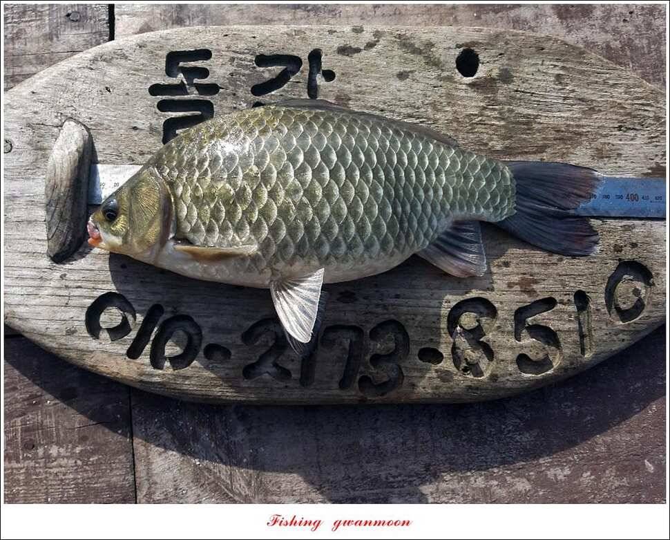 신매 385 cm돌감 385 cm38 cm38cm38cm (조황조행기 - 특파원조황)