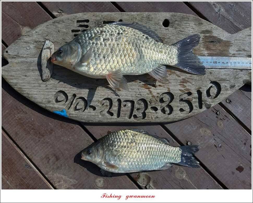 목벌 사짜 조행기돌감 38 cm 월척 (조황조행기 - 특파원조황)