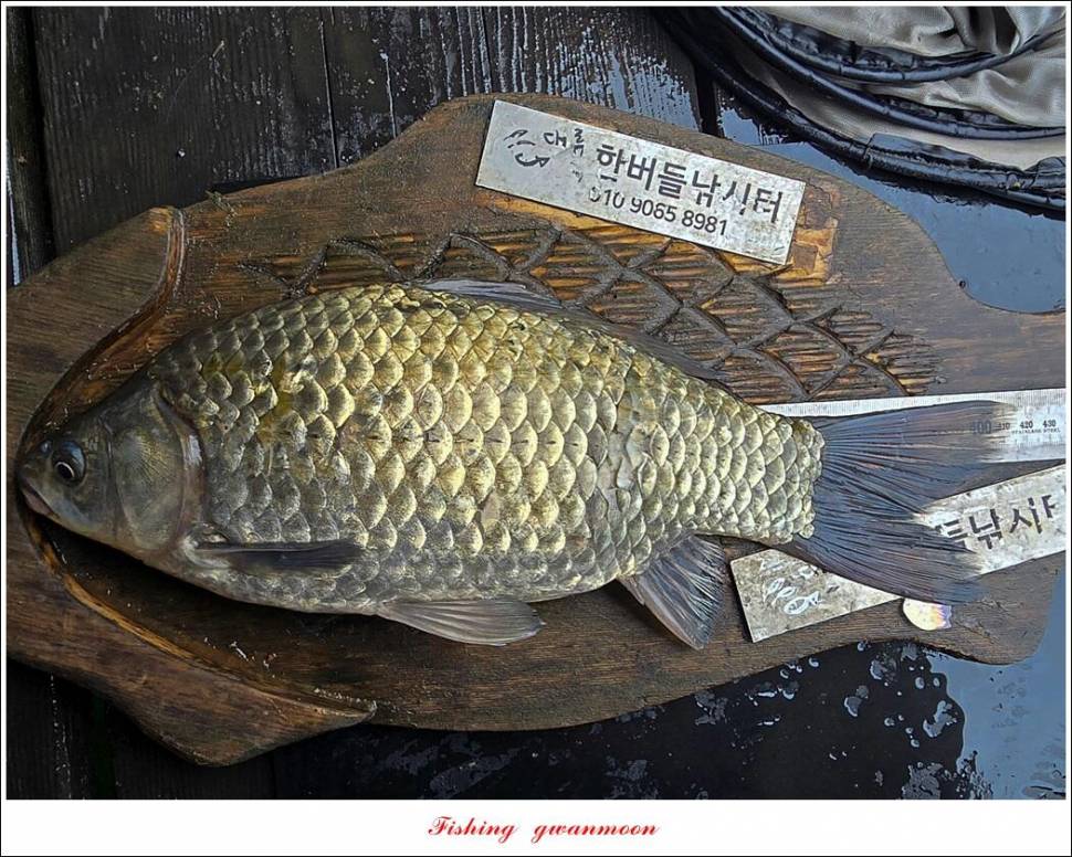 사오리 4 짜한버들 4 짜봉낚시터 조황 (조황조행기 - 특파원조황)