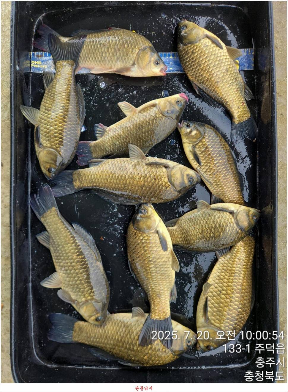 화곡지 49 cm477 cm455 cm 호조황 (조황조행기 - 특파원조황)