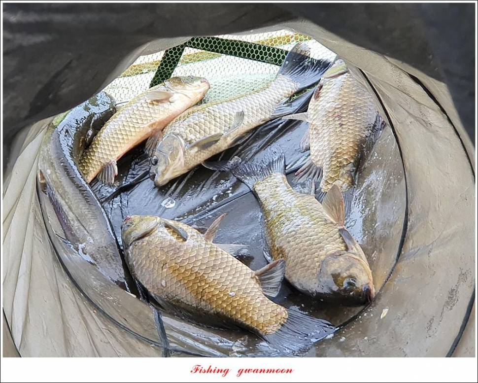 제일 43 cm40 cm화곡지 4 짜 조황 (조황조행기 - 특파원조황)