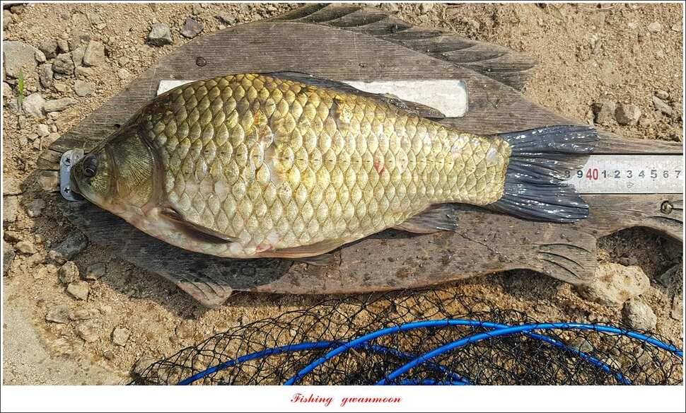 화곡지 사짜덕곡 37 cm추평지 조황 (조황조행기 - 특파원조황)