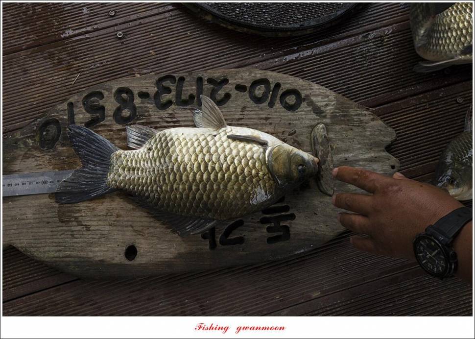 솔 4 짜돌감화곡지 대물 조황 (조황조행기 - 특파원조황)
