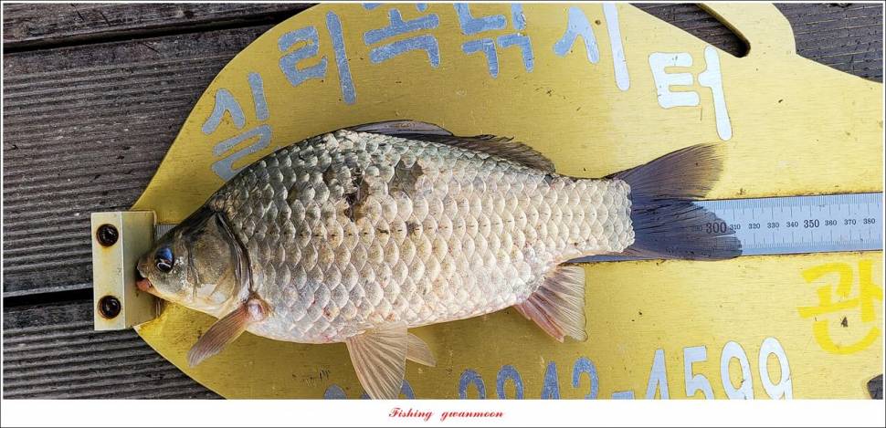 화곡지 4 짜 및 청풍호 조황 소식 (조황조행기 - 특파원조황)