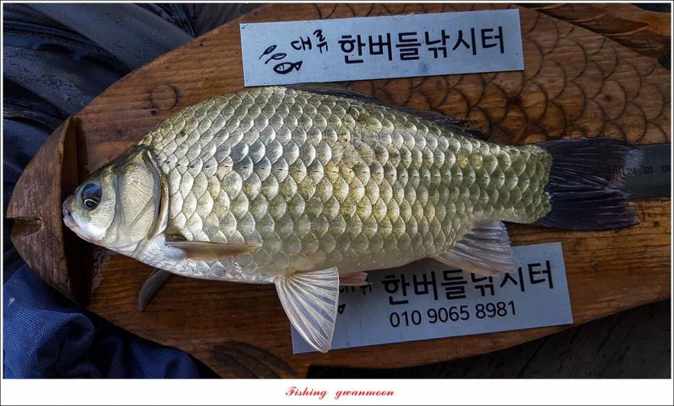 한버들 4 짜목벌 4 짜화곡지 4 짜달천강 4 짜 (조황조행기 - 특파원조황)