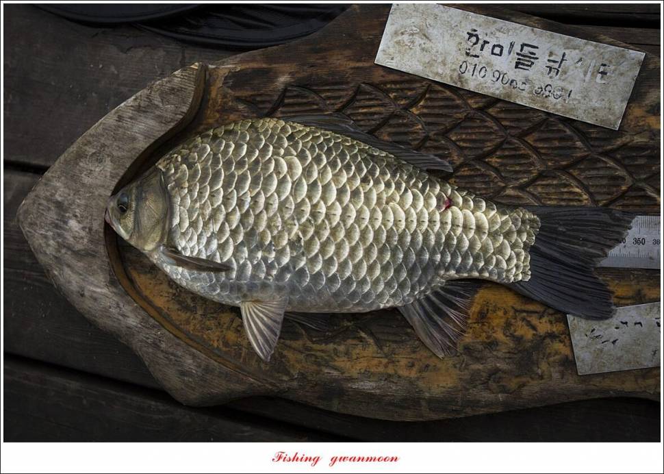 한버들 41 cm37 cm35 cm종점 이벤트 시상 (조황조행기 - 특파원조황)