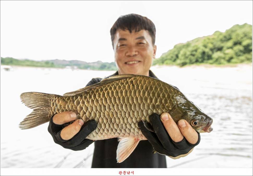 화곡지 49 cm477 cm455 cm 호조황 (조황조행기 - 특파원조황)