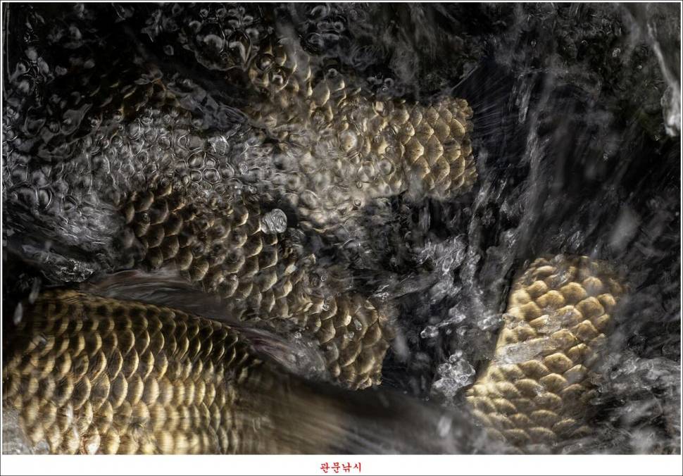 제일 낚시터 대박 조황명서 낚시터 호조황 (조황조행기 - 특파원조황)