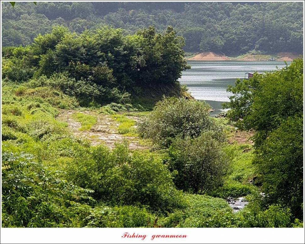 충주호 오름수위화곡지 조황 (조황조행기 - 특파원조황)