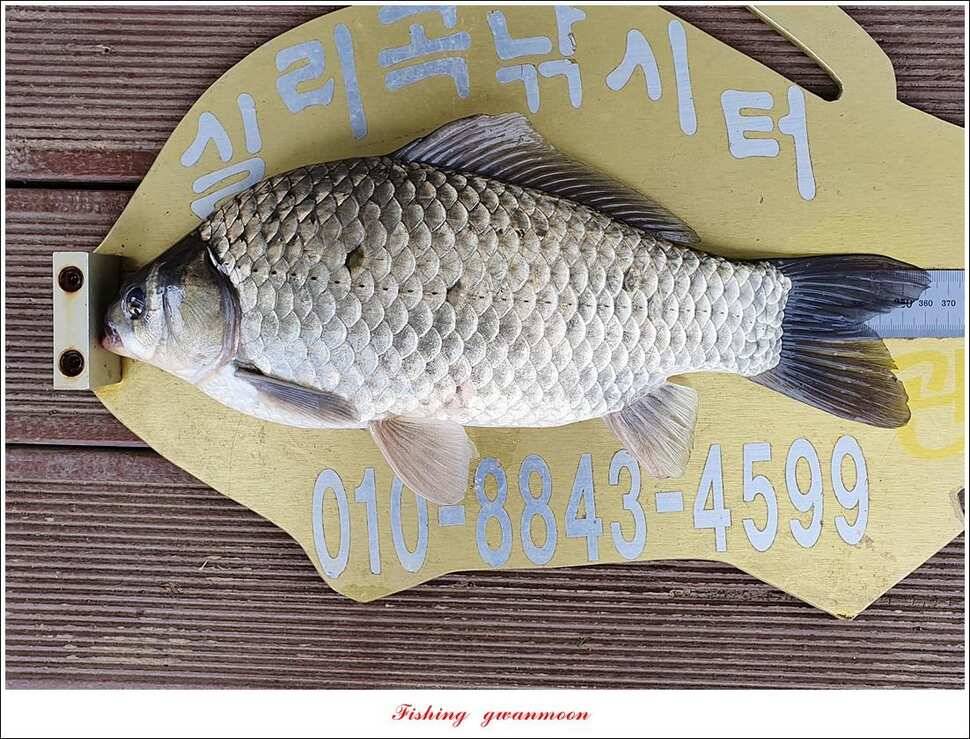 한버들 4 짜 2 수신리 4 짜실리곡 월척칠성지 4 짜 조황 (조황조행기 - 특파원조황)