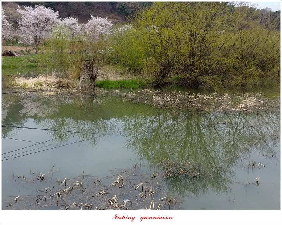 화곡지 사짜칠성지갈마늪대제지추평지 조황 (조황조행기 - 특파원조황)