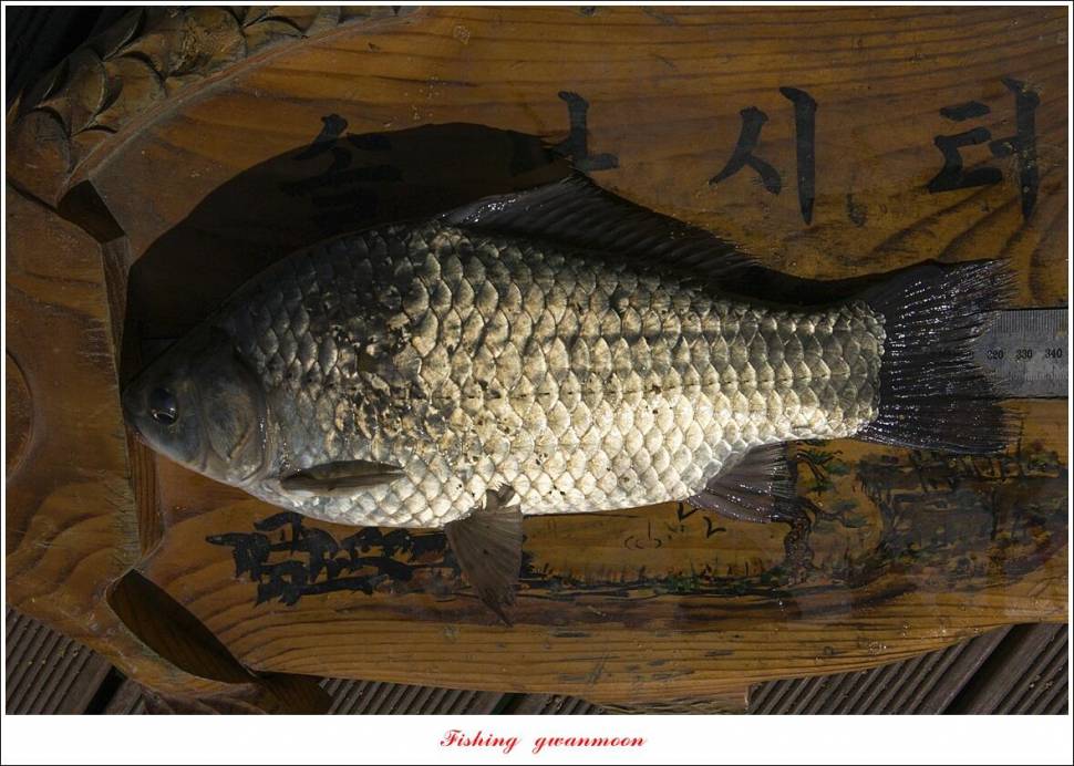 목벌 43 cm37 cm소류지 4 짜솔 낚시터 월척화곡지 대물 조황 (조황조행기 - 특파원조황)