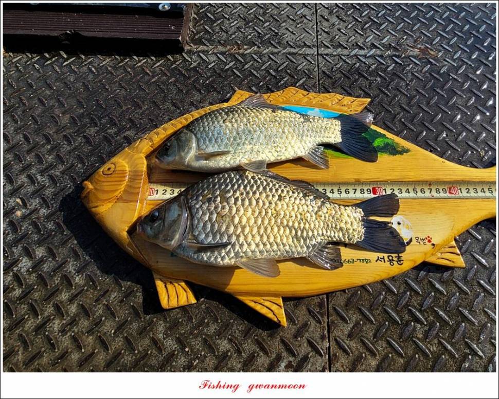 목벌 43 cm37 cm소류지 4 짜솔 낚시터 월척화곡지 대물 조황 (조황조행기 - 특파원조황)