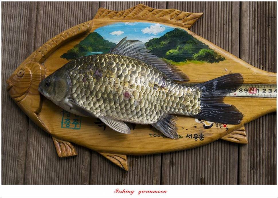 한버들 4 짜목벌 4 짜화곡지 4 짜달천강 4 짜 (조황조행기 - 특파원조황)