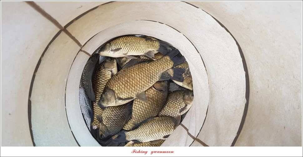 화곡지 사짜덕곡 37 cm추평지 조황 (조황조행기 - 특파원조황)