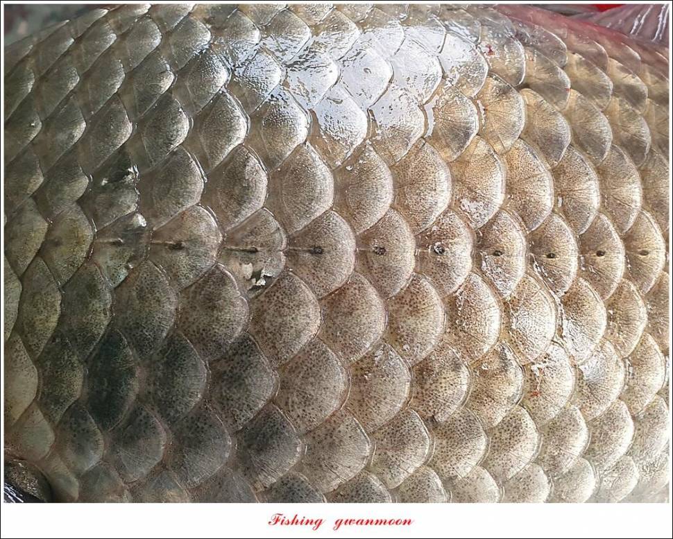 실리곡 44 cm41 cm40 cm돌감 40 cm사짜 조황 및 이벤트 시상 (조황조행기 - 특파원조황)