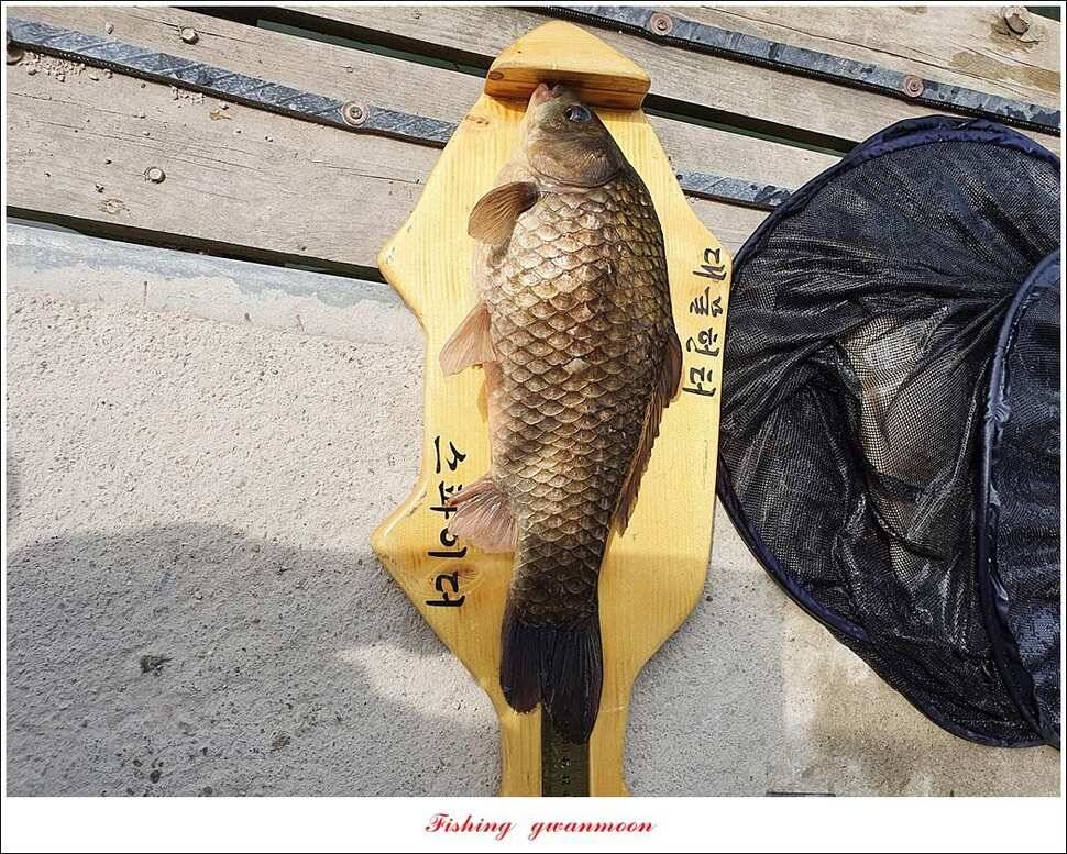 제일 낚시터 435 cm37 cm화곡지 사짜 대물 소류지 탐사 (조황조행기 - 특파원조황)
