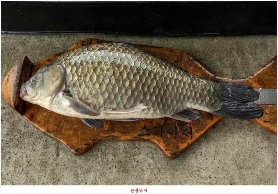 화곡지 49 cm477 cm455 cm 호조황 (조황조행기 - 특파원조황)