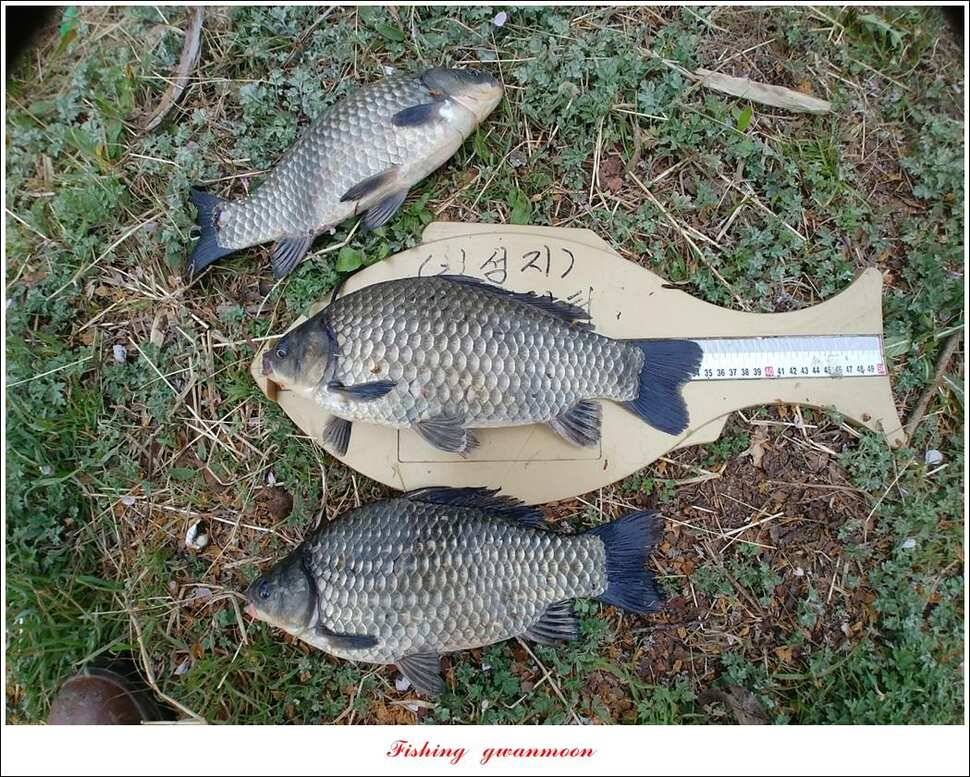 제일 39 cm 대물 조황화곡지칠성지 조황 (조황조행기 - 특파원조황)