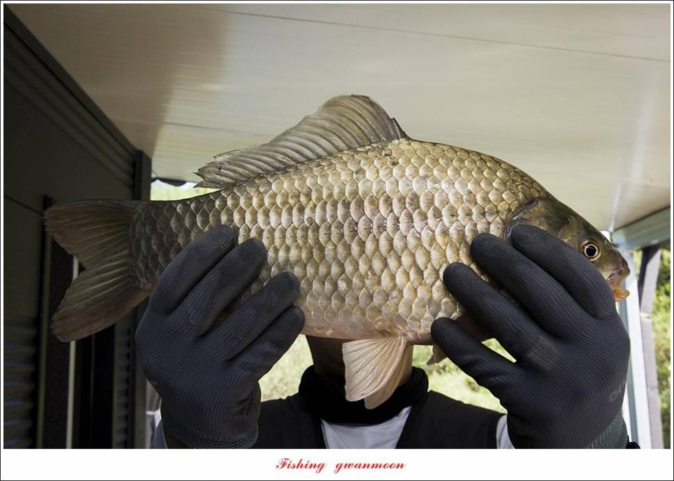 솔 4 짜 대물 및 꽃바위 2 kg 대물 장어 조황 (조황조행기 - 특파원조황)