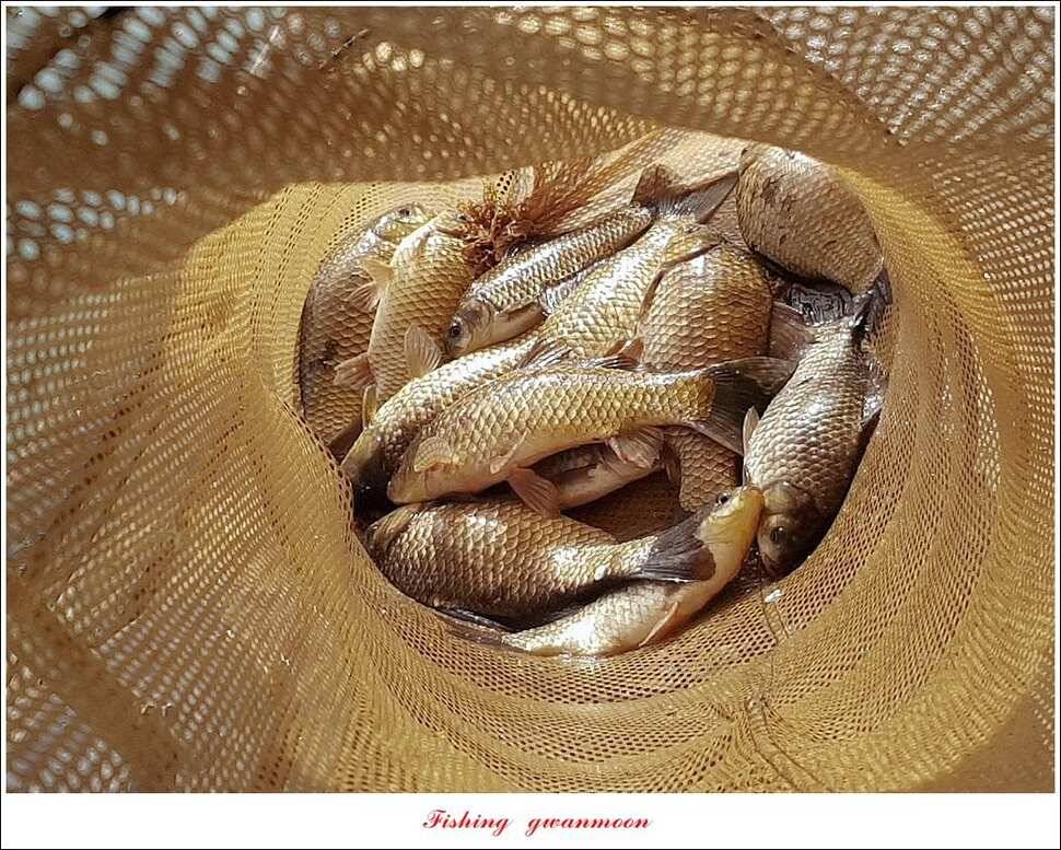 제일 39 cm 대물 조황화곡지칠성지 조황 (조황조행기 - 특파원조황)