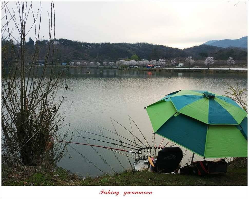 화곡지 사짜칠성지갈마늪대제지추평지 조황 (조황조행기 - 특파원조황)
