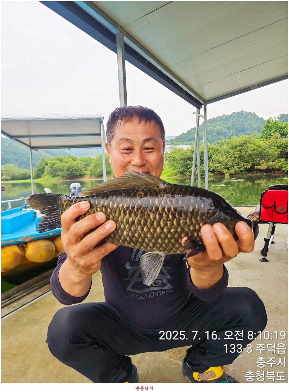 화곡지 49 cm477 cm455 cm 호조황 (조황조행기 - 특파원조황)