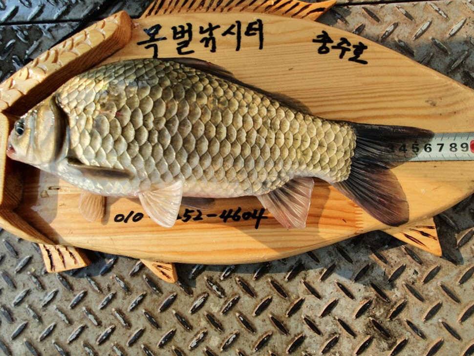 목벌 낚시터 꾸준한 4짜 대물붕어 조황소식 (조황조행기 - 특파원조황)