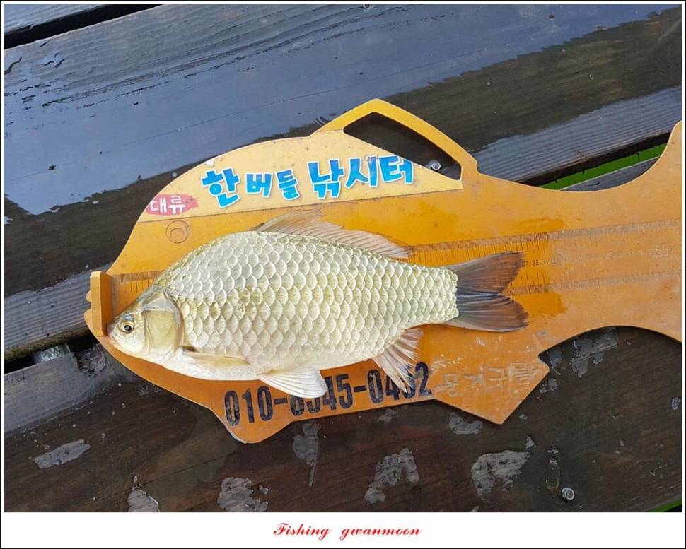 한버들 4 짜신리 4 짜실리곡 4 짜대물 조황 (조황조행기 - 특파원조황)
