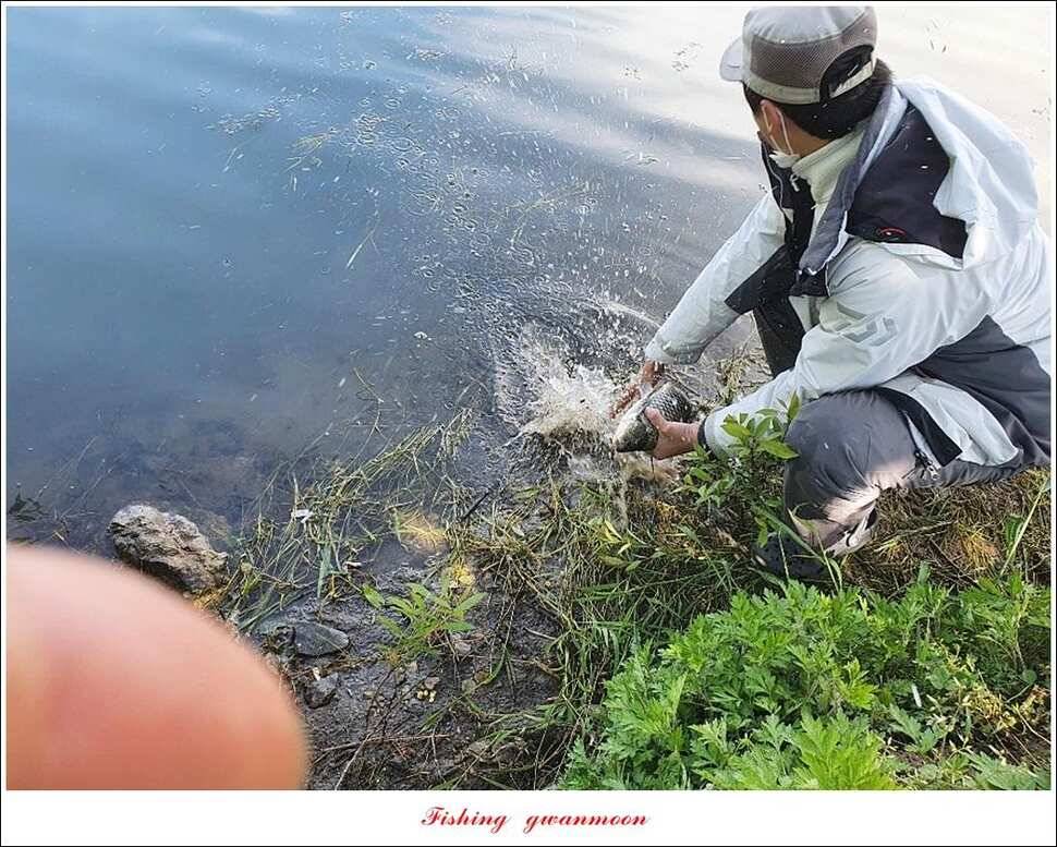 한버들 4 짜 2 수신리 4 짜실리곡 월척칠성지 4 짜 조황 (조황조행기 - 특파원조황)