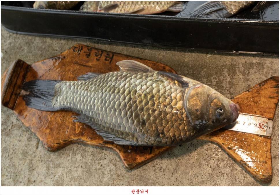 화곡지 49 cm477 cm455 cm 호조황 (조황조행기 - 특파원조황)