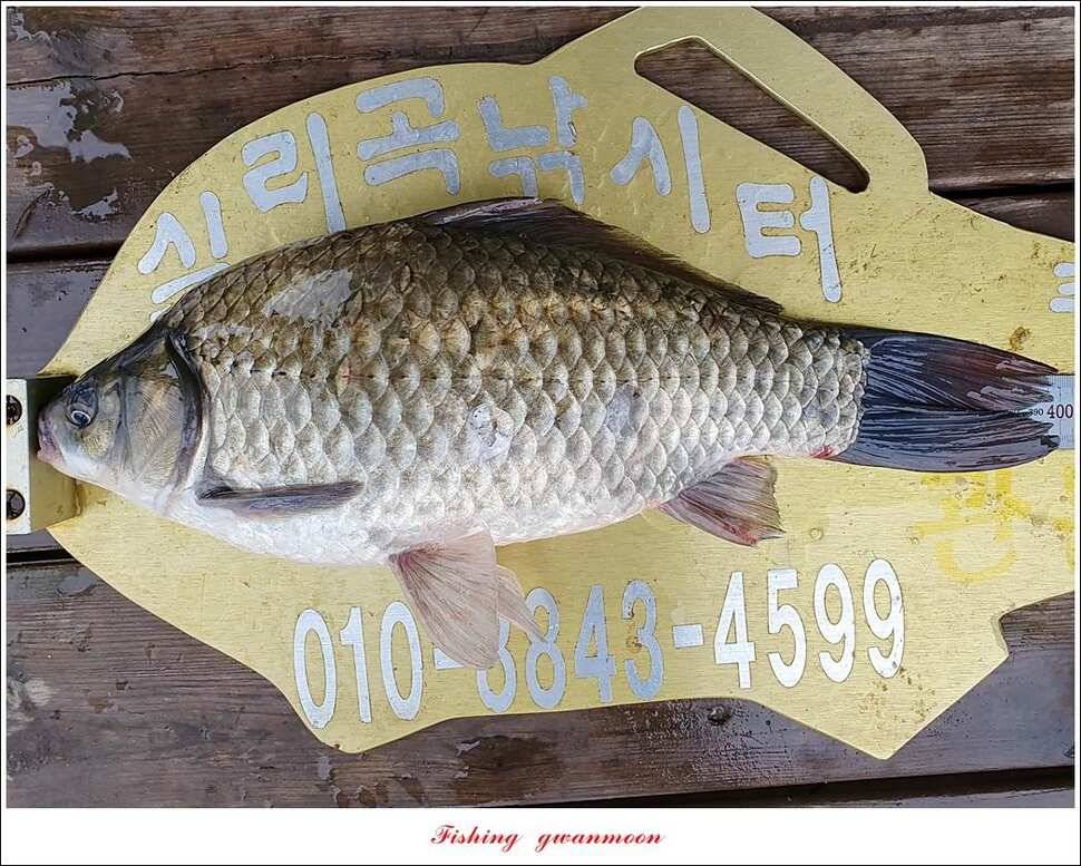 돌감 4 짜실리곡 4 짜신리 4 짜한버들 월척 조황 (조황조행기 - 특파원조황)