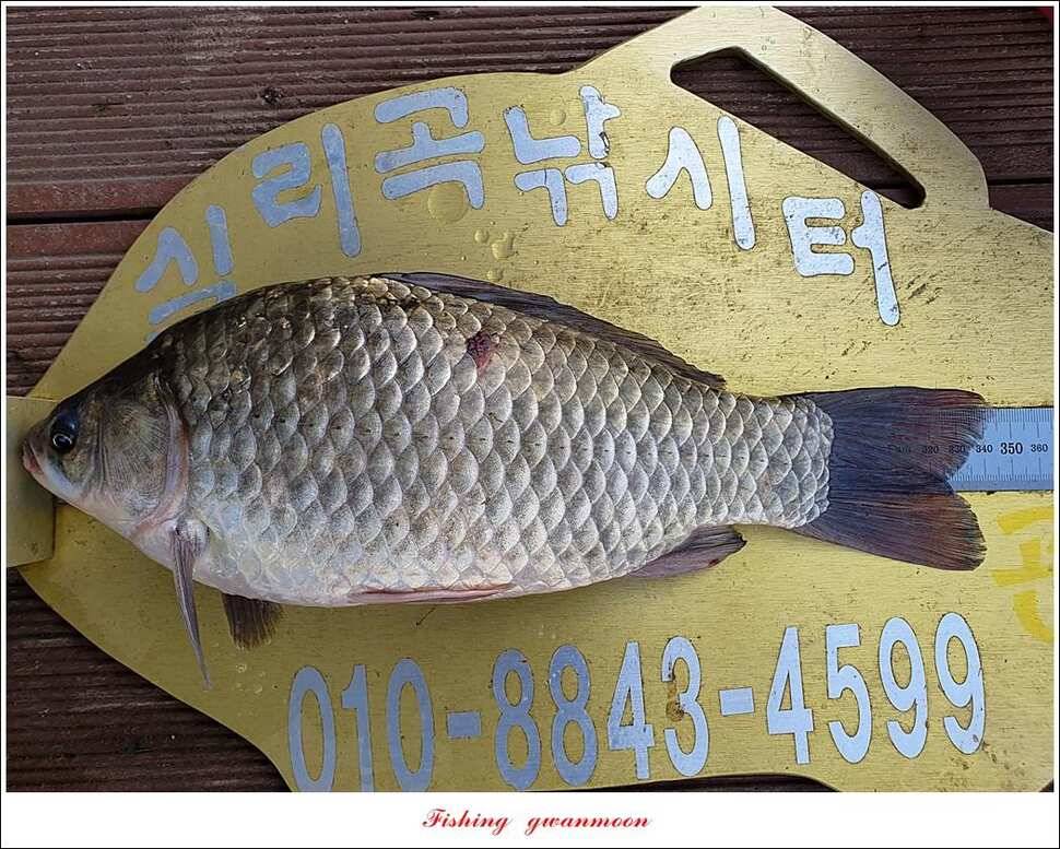 돌감 4 짜실리곡 4 짜신리 4 짜한버들 월척 조황 (조황조행기 - 특파원조황)