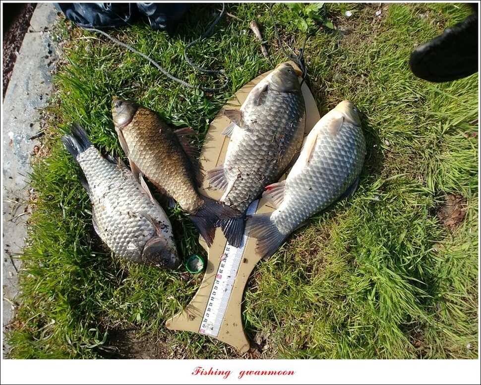 제일 39 cm 대물 조황화곡지칠성지 조황 (조황조행기 - 특파원조황)