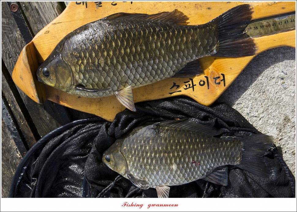 화곡지 4 짜 조황 (조황조행기 - 특파원조황)