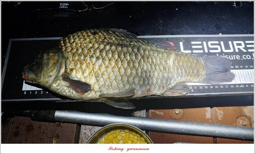 문골 39 cm 및 대물 조황 (조황조행기 - 특파원조황)