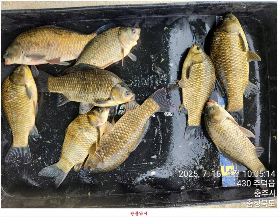 화곡지 49 cm477 cm455 cm 호조황 (조황조행기 - 특파원조황)