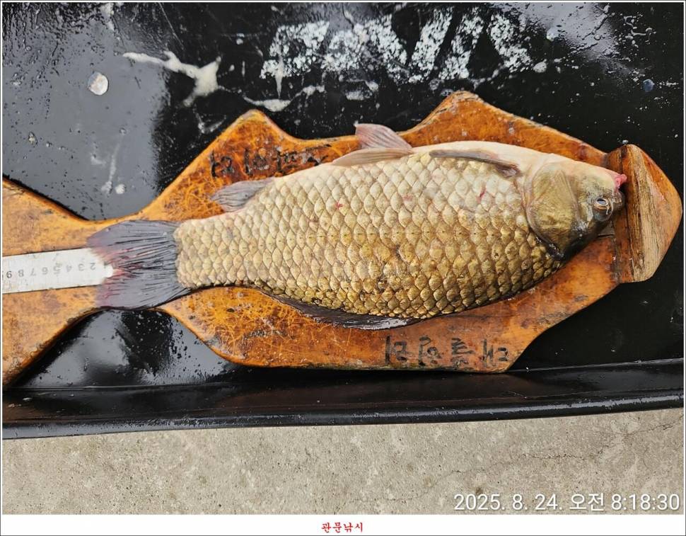 용원지화곡지봉 낚시터 (조황조행기 - 특파원조황)