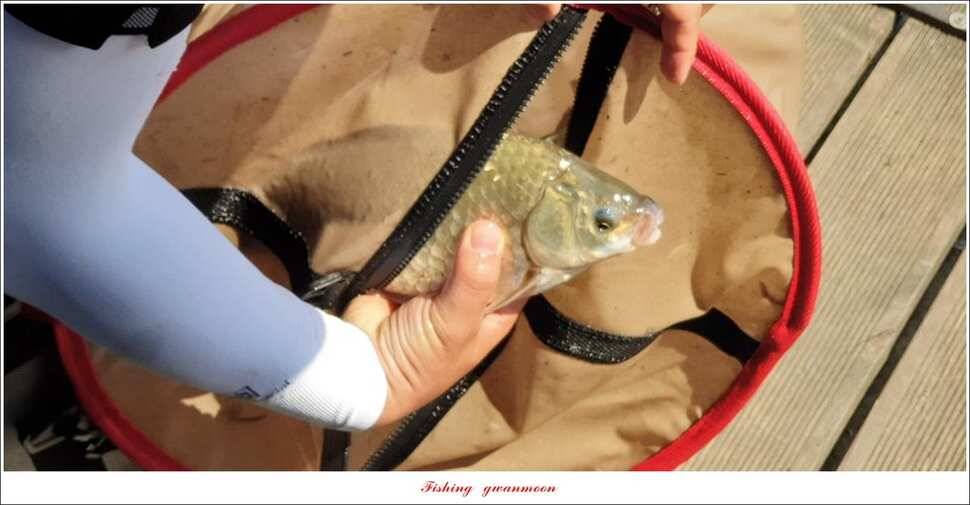 돌감 385 cm늘푸른 37cm35 cm월척 및 장어 조황 (조황조행기 - 특파원조황)
