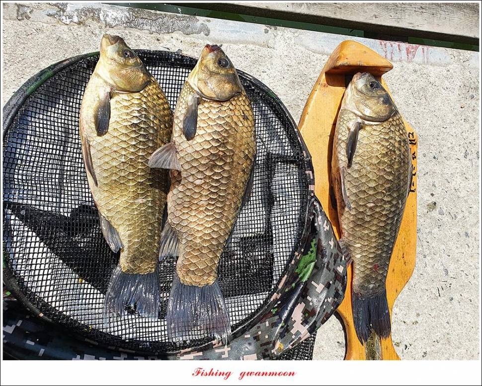 목벌 43 cm37 cm소류지 4 짜솔 낚시터 월척화곡지 대물 조황 (조황조행기 - 특파원조황)